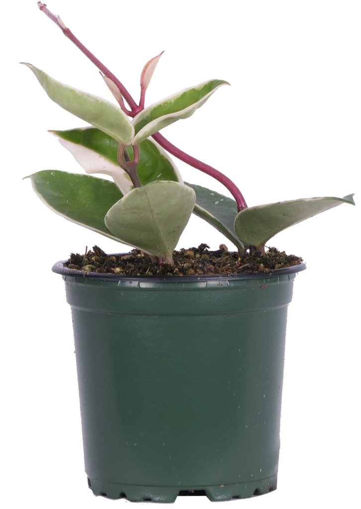 Hoya Carnosa Krimson Queen | Wax Plant (S)