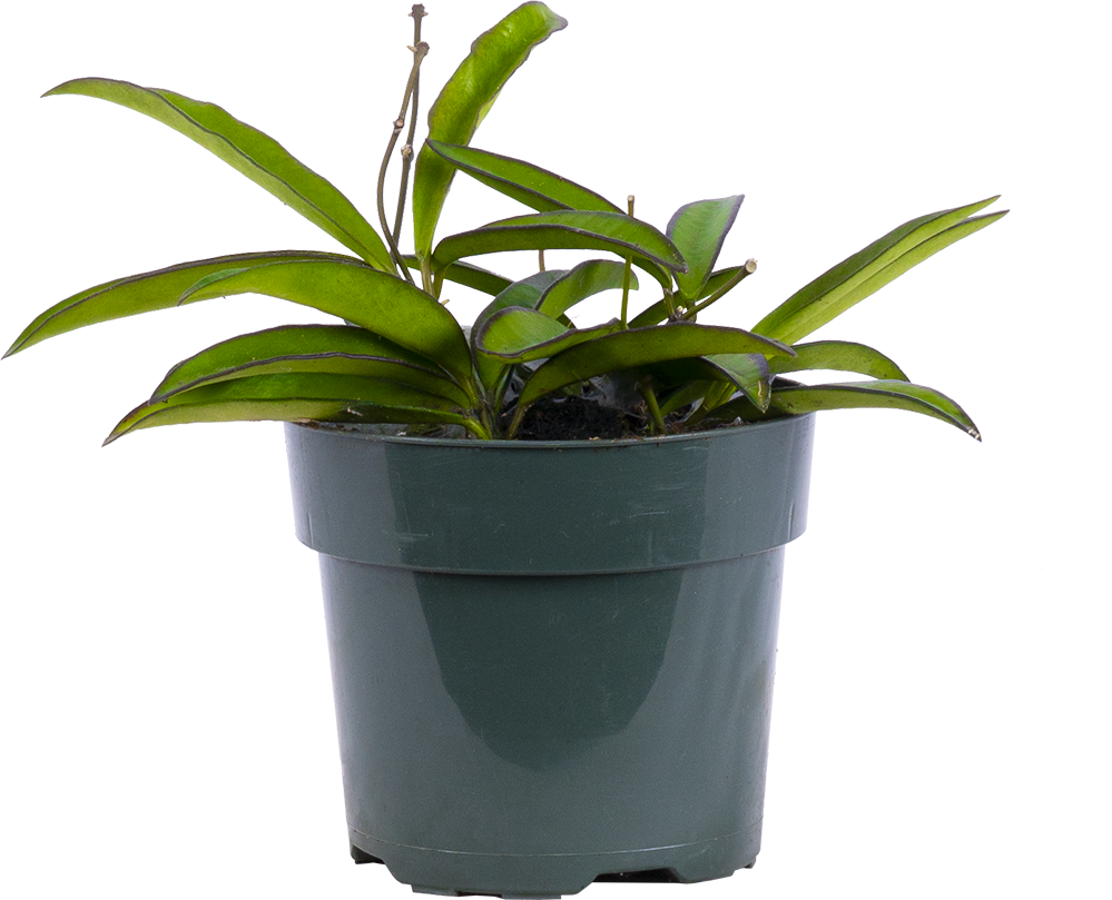 Hoya Wayetii | Wax Plant (S)