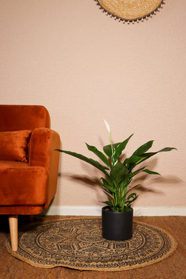 inspiratie