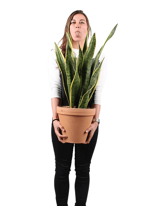 Plantenliefhebber