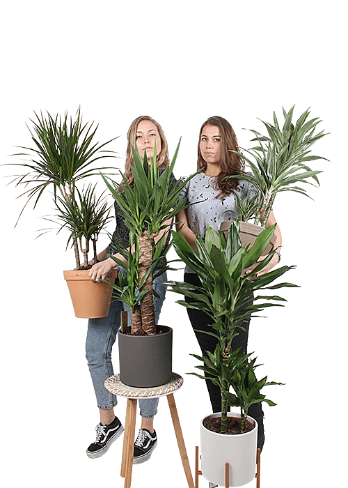 Plantenliefhebber