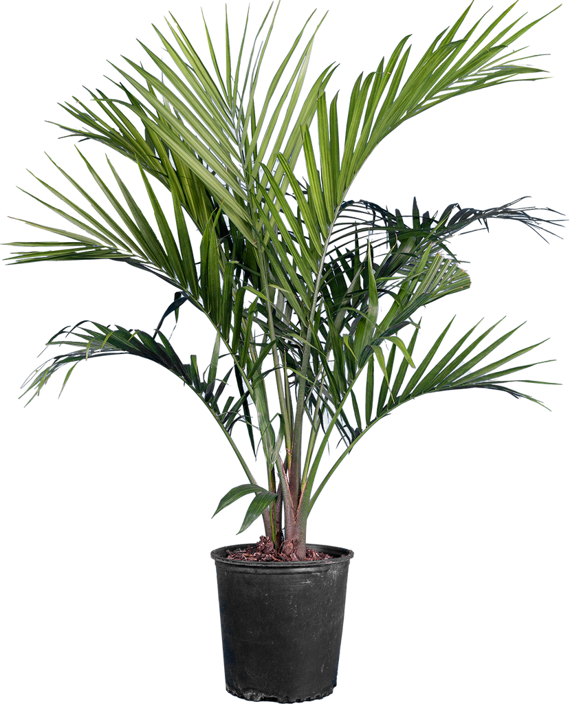 Majesty Palm | Ravaena Rivularis (XL)