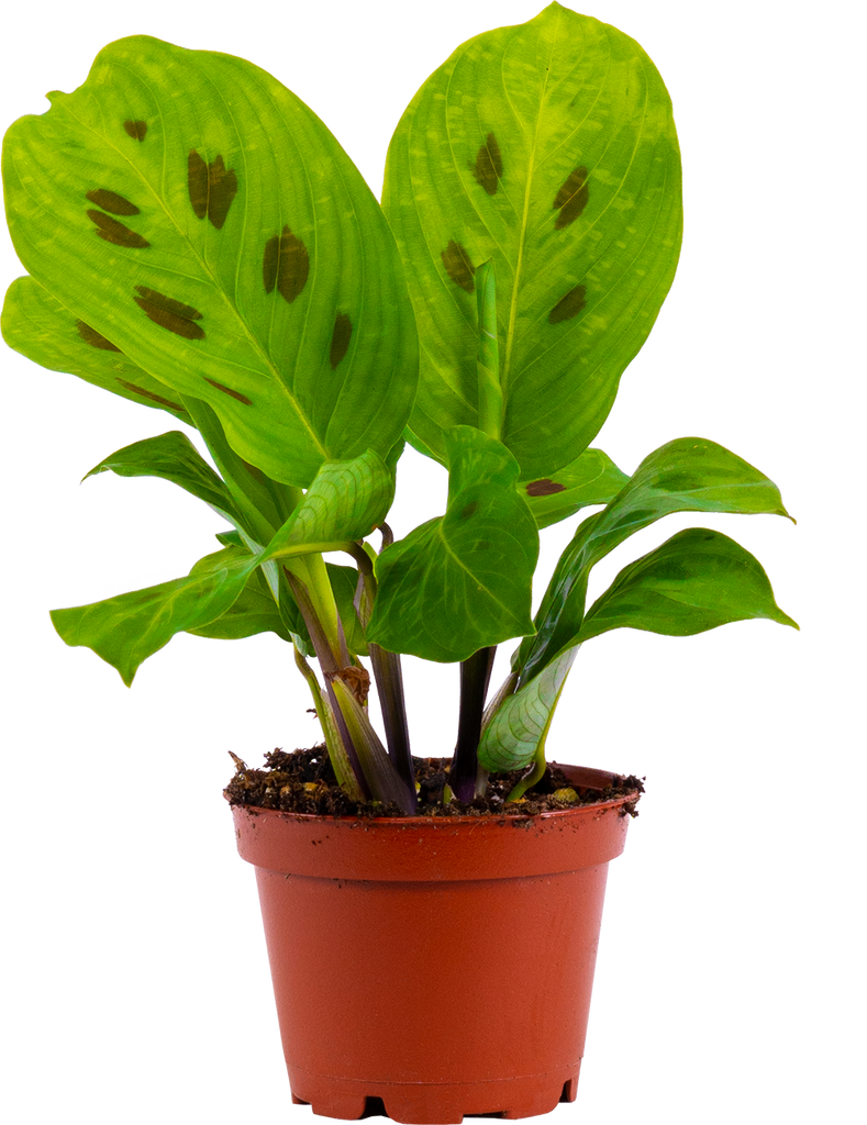 Maranta Kerchoveana | Green Prayer Plant (XS)