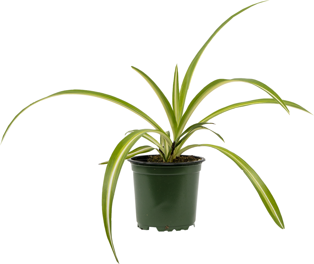 Spider Plant | Chlorophytum (S)