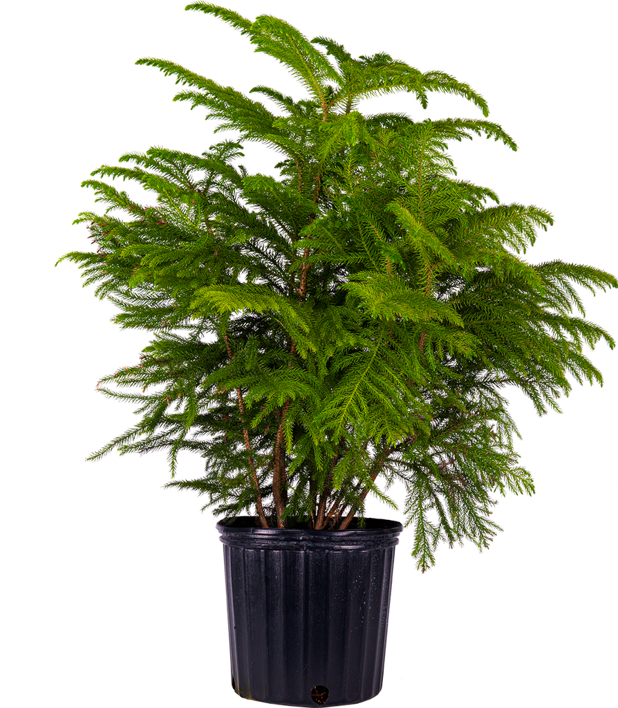 Norfolk Island Pine (XL)
