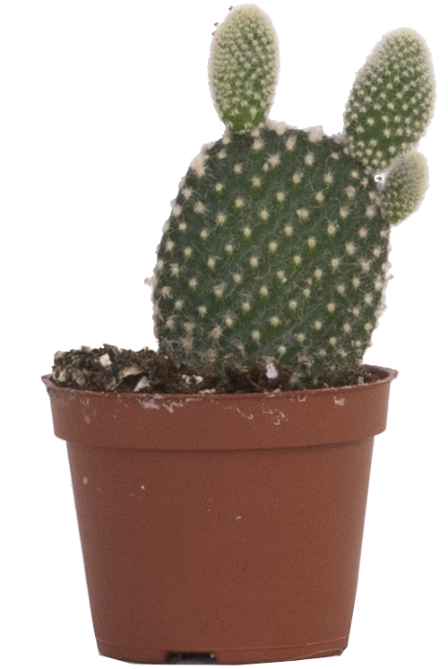 Opuntia Microdasys | Bunny Ears Cactus (XS)