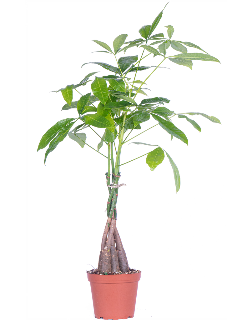 Pachira Aquatica | Money Tree (M-5in)