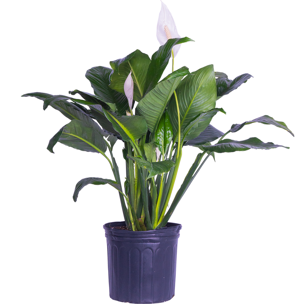 Peace Lily | Spathiphyllum (XL)