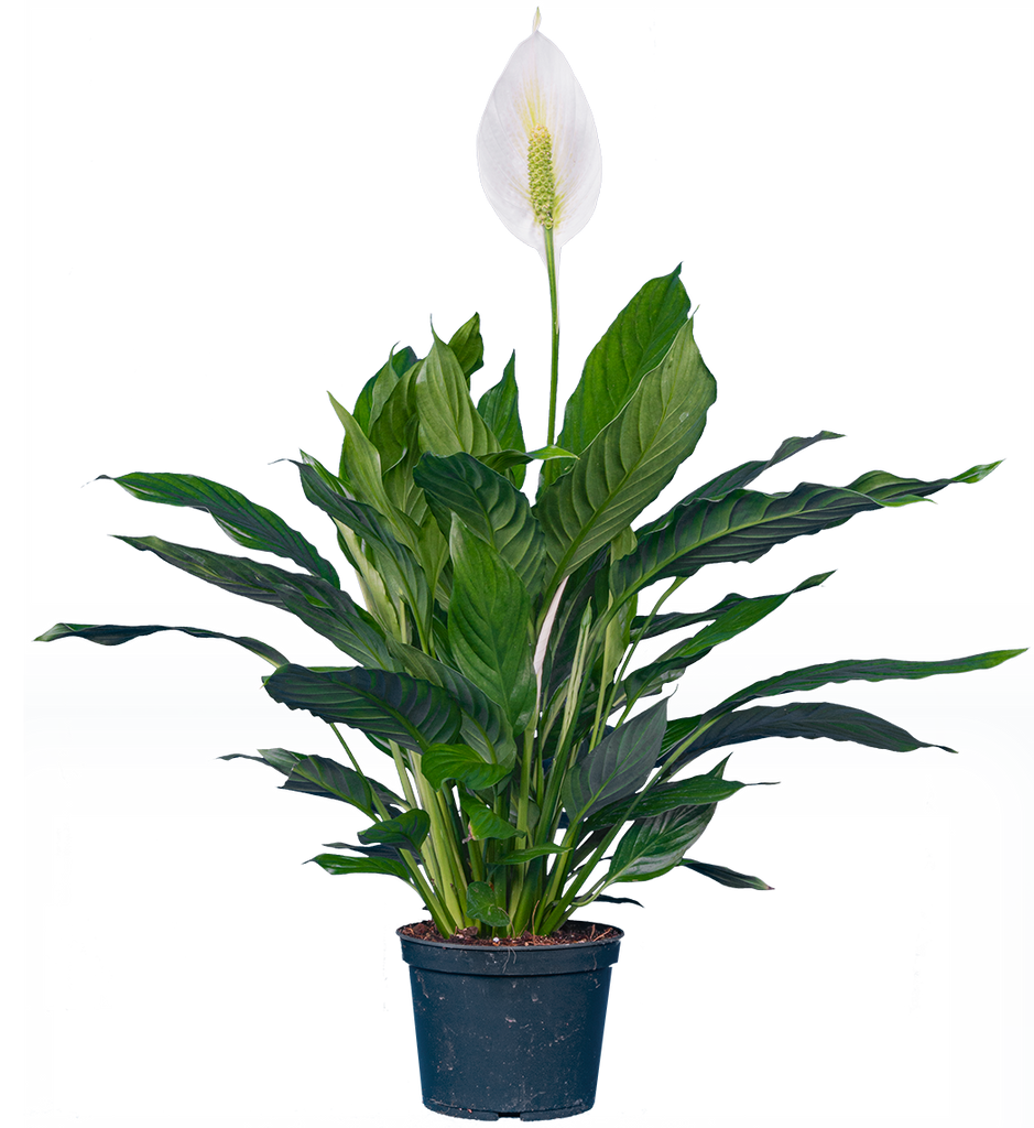 Peace Lily | Spathiphyllum (M)