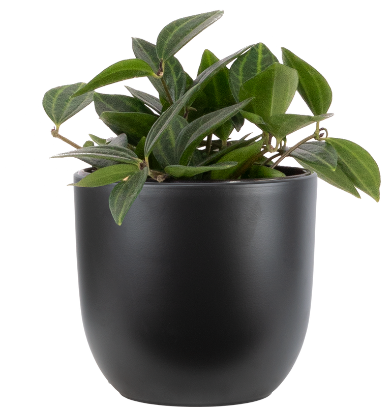Peperomia Angulata | Funky Frog (S)