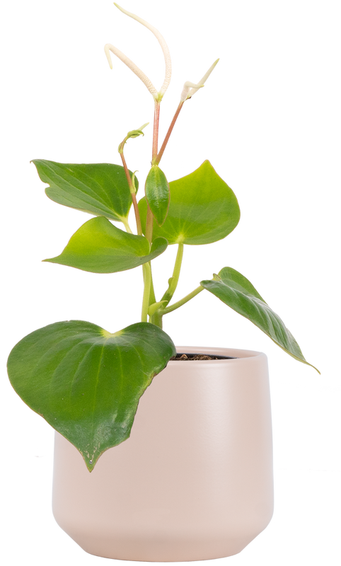 Peperomia Polybotrya | Raindrop Peperomia (S)