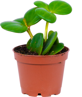 Peperomia Hope (XS)