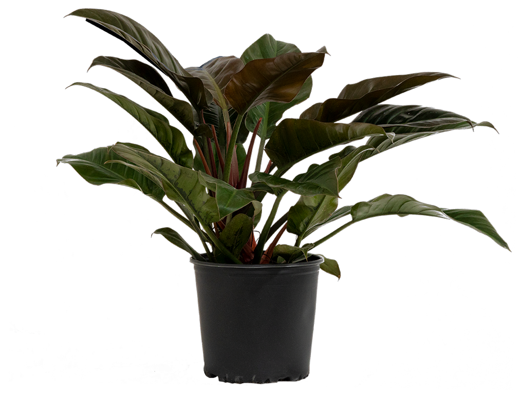 Philodendron Imperial Red (XL)