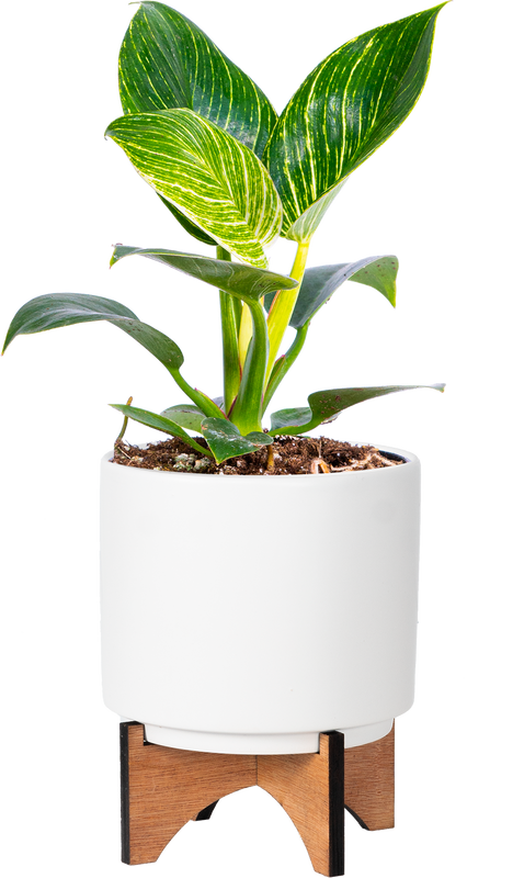 Philodendron Birkin (S)