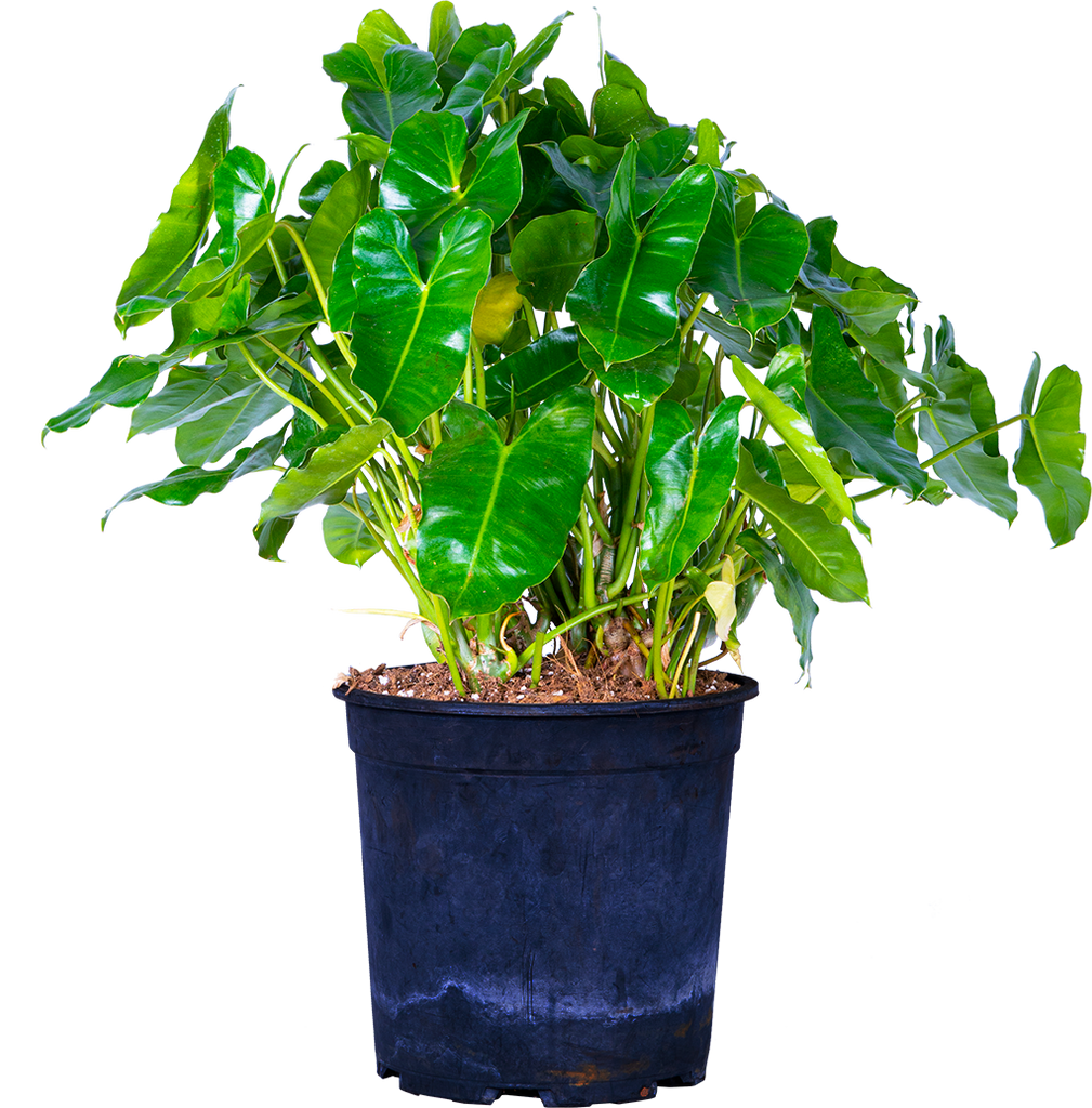 Philodendron Burle Marx (XL)
