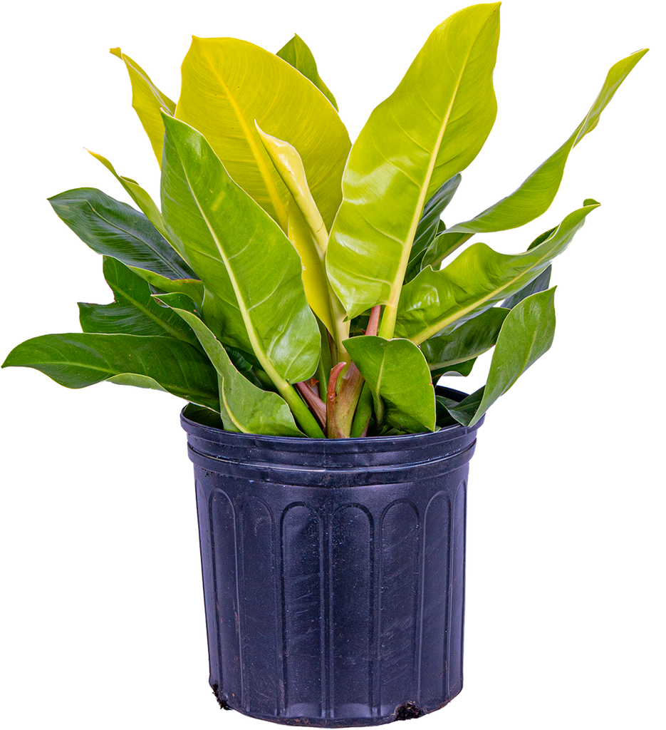 Philodendron Moonlight (XL)