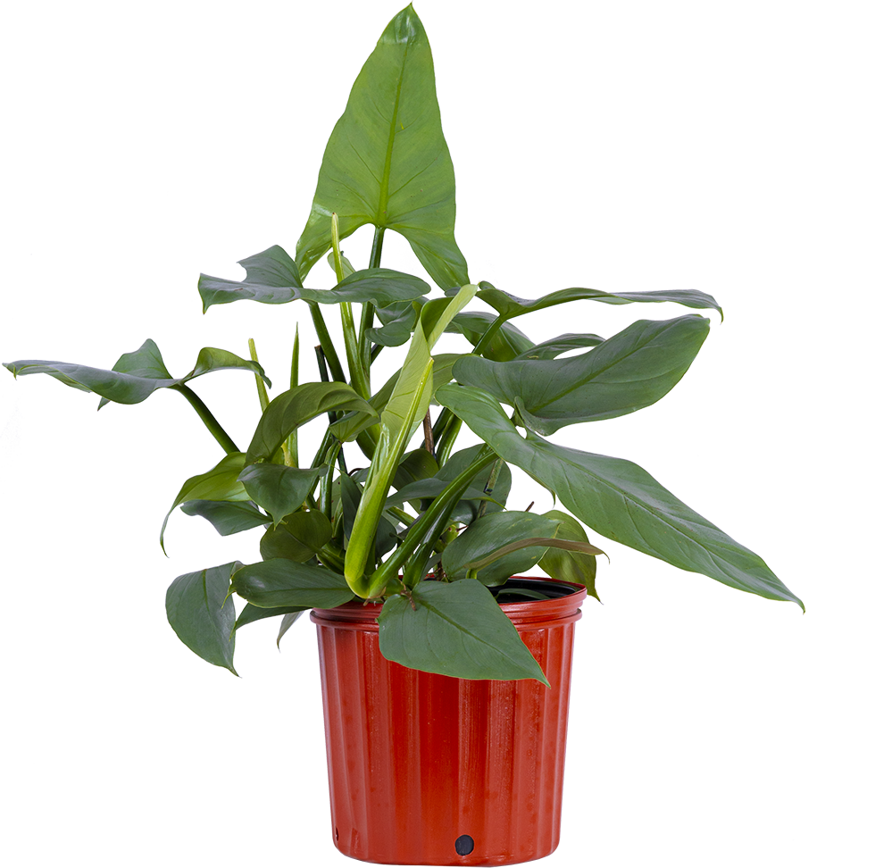 Philodendron Silver Sword (XL)