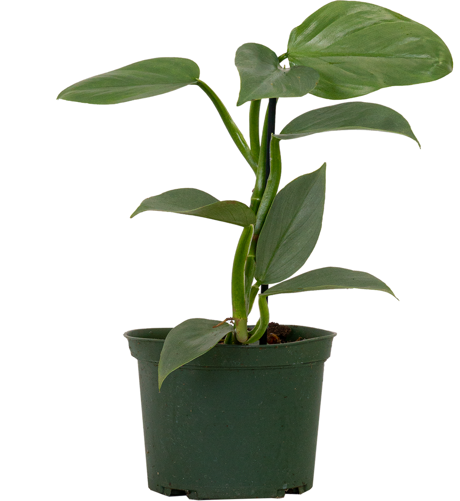 Philodendron Silver Sword (M)