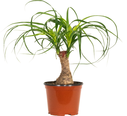 Ponytail Palm Stump | Beaucarnea (M)