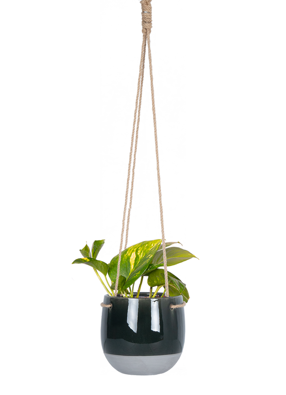 Epipremnum Aureum | Pothos Gold (S)