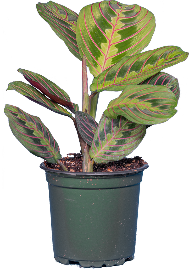 Maranta Leuconeura | Red Prayer Plant (S)
