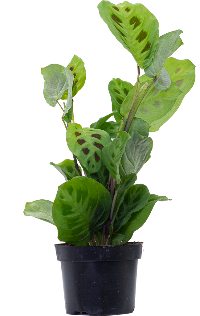 Maranta Kerchoveana | Green Prayer Plant (M)