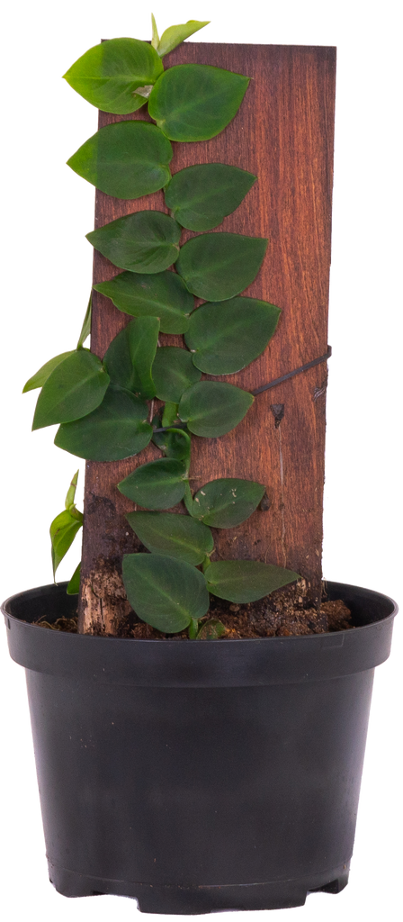 Rhaphidophora Korthalsii | Shingle Plant (M)