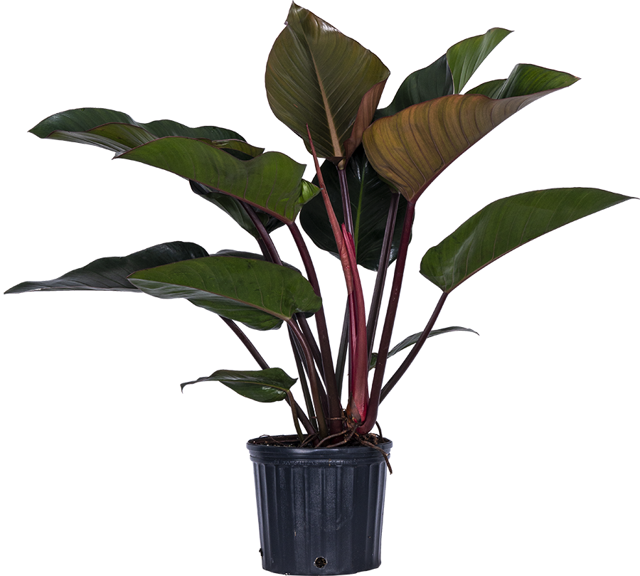 Philodendron Rojo Congo (XL)