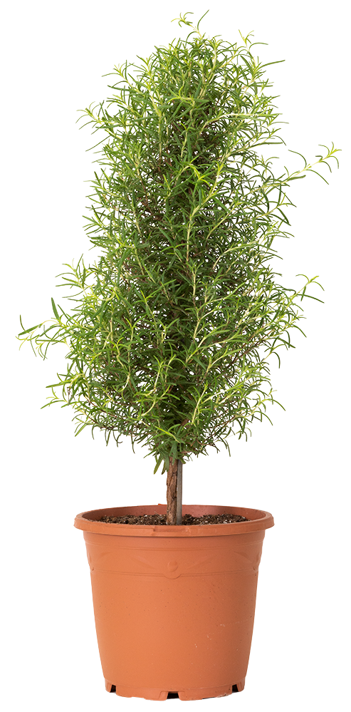 Rosemary on Trunk (L)