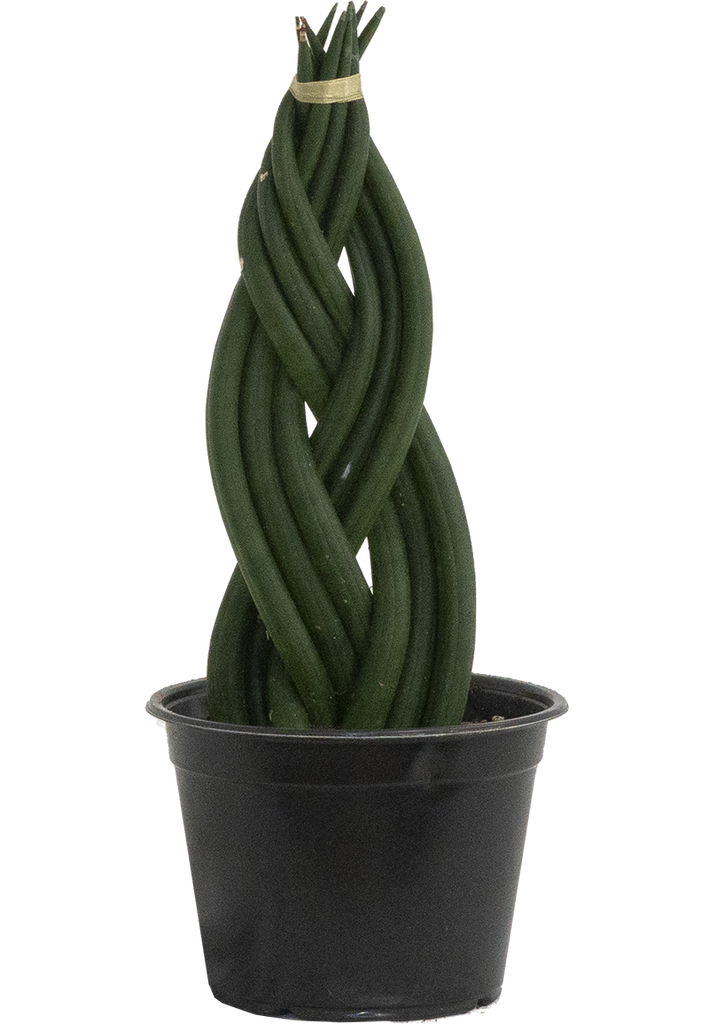 Sansevieria Cylindrica (M)