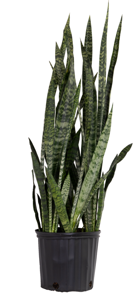 Sansevieria Trifasciata Wintergreen | Snake Plant (XL)