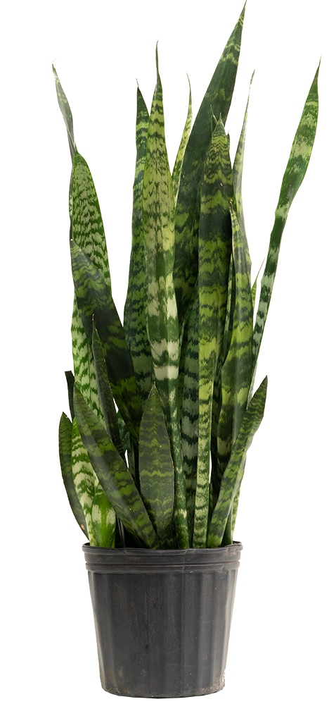 Sansevieria Zeylanica | Snake Plant (XL)