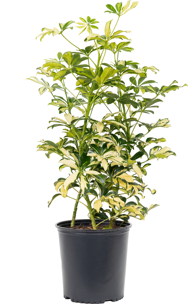 Schefflera Trinette (XL) | Umbrella Plant