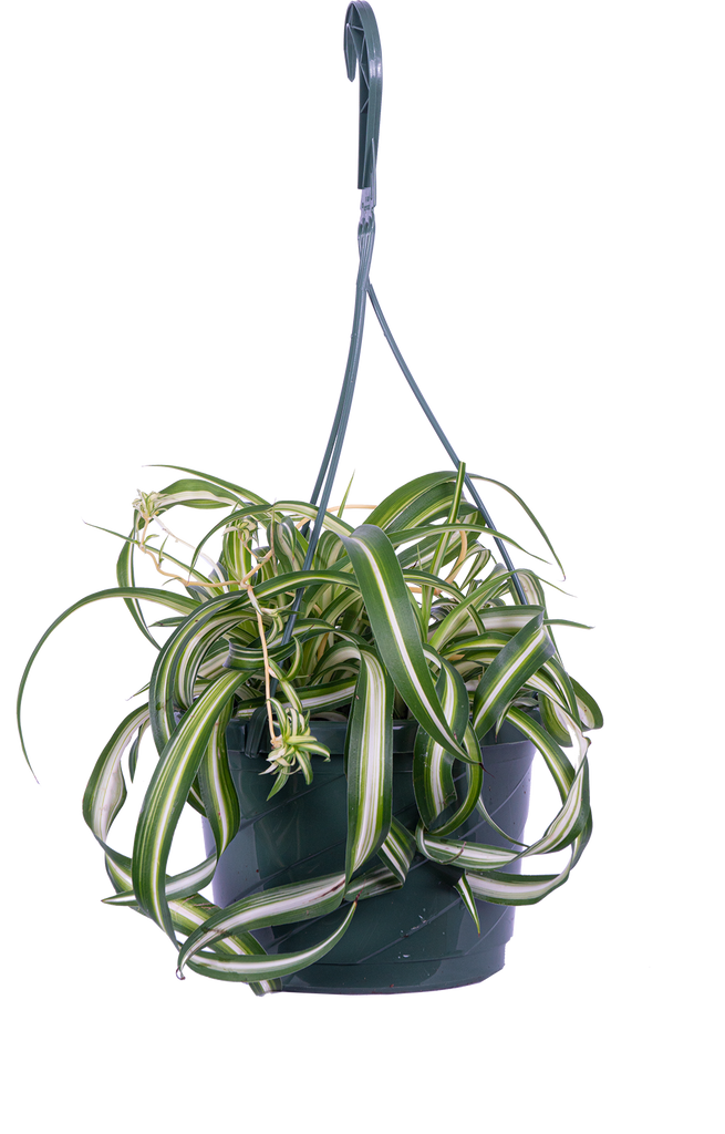Spider Plant Green | Chlorophytum (L)