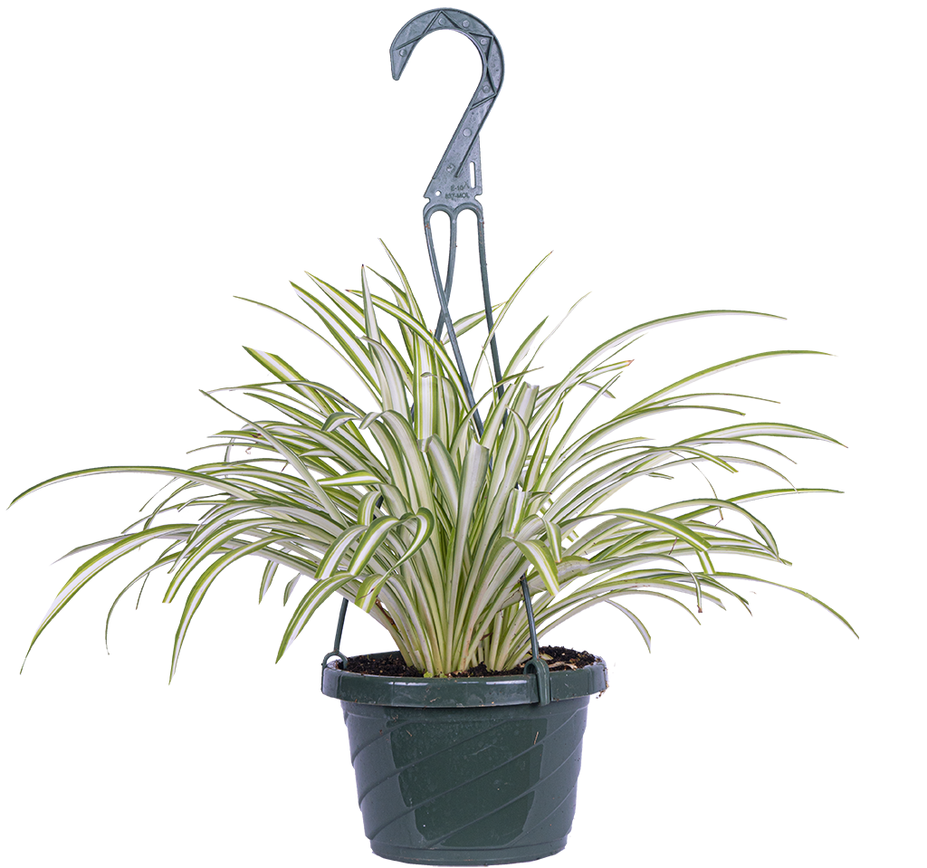 Spider Plant | Chlorophytum (M)