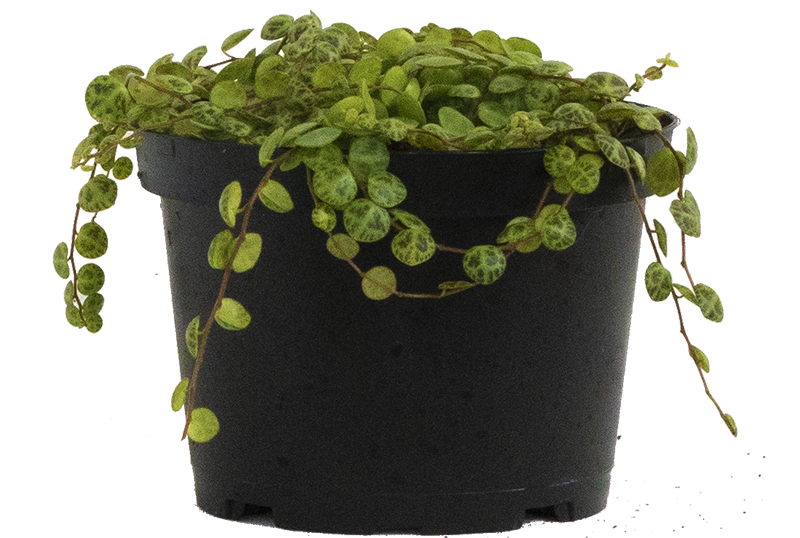Peperomia Prostrata | String of Turtles (M-6in)