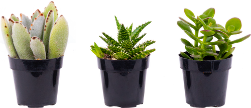 Succulent Trio - Assorted (XS)
