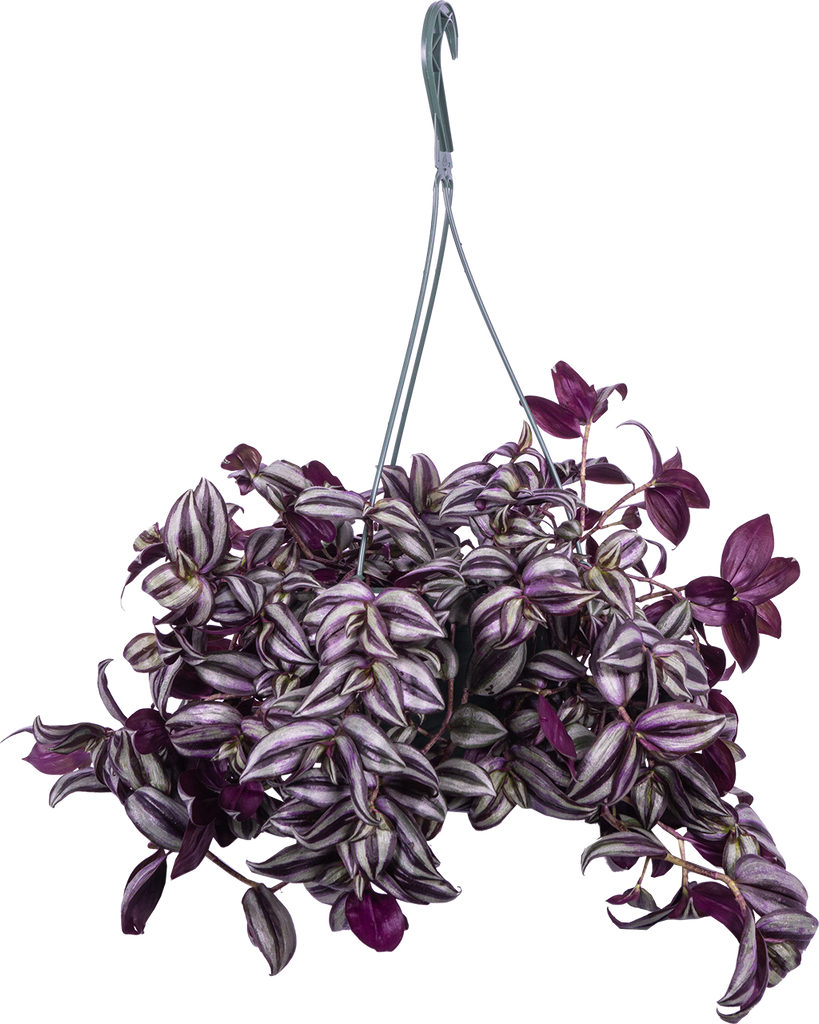 Tradescantia Zebrina | Wandering Plant (L)