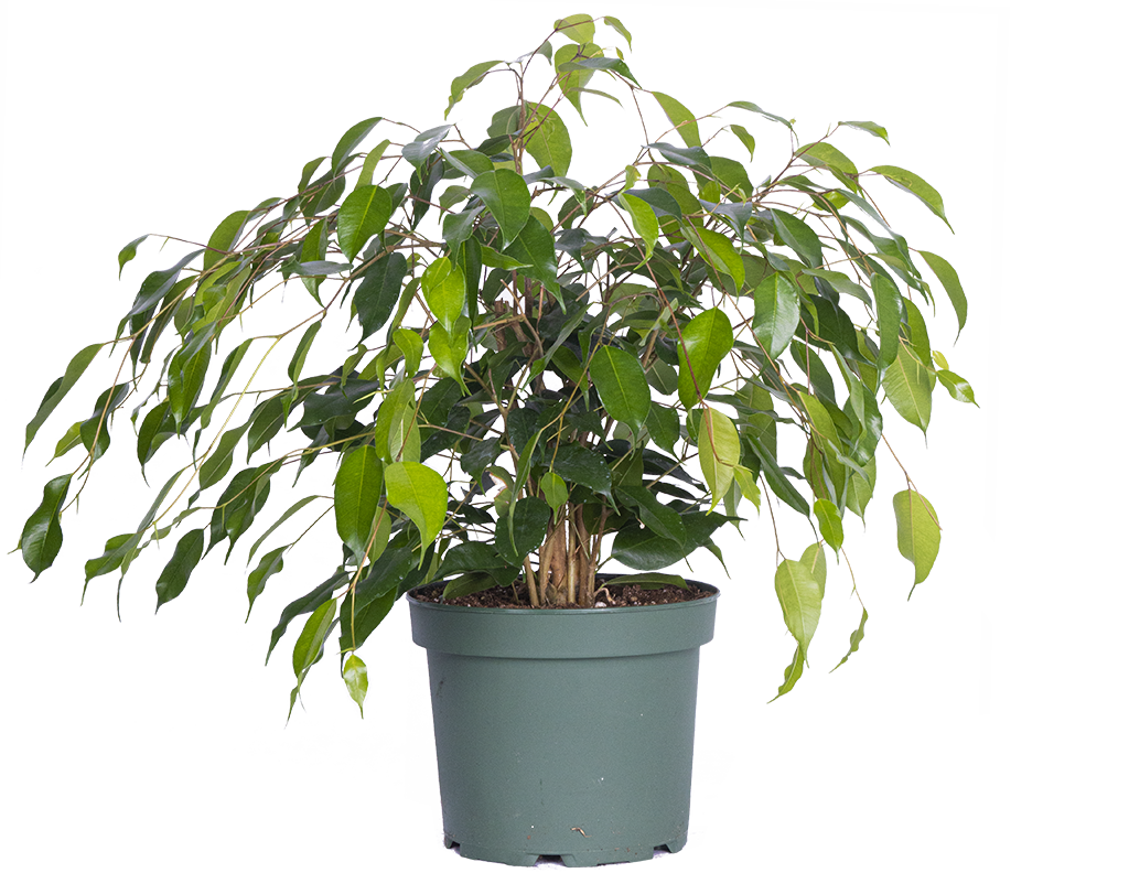 Ficus Benjamina | Weeping Fig (L)