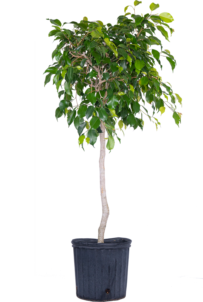 Ficus Benjamina | Weeping Fig (XXL)