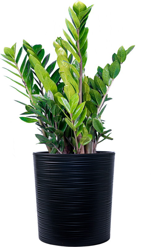 Zamioculcas (XL) | ZZ Plant