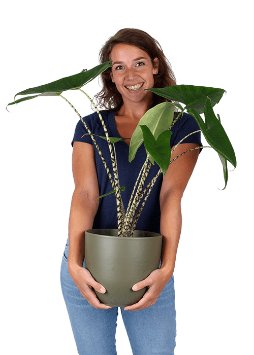 Plantenliefhebber