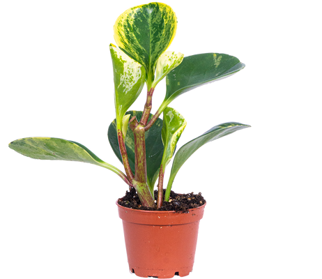 Peperomia Obtusifolia (XS)
