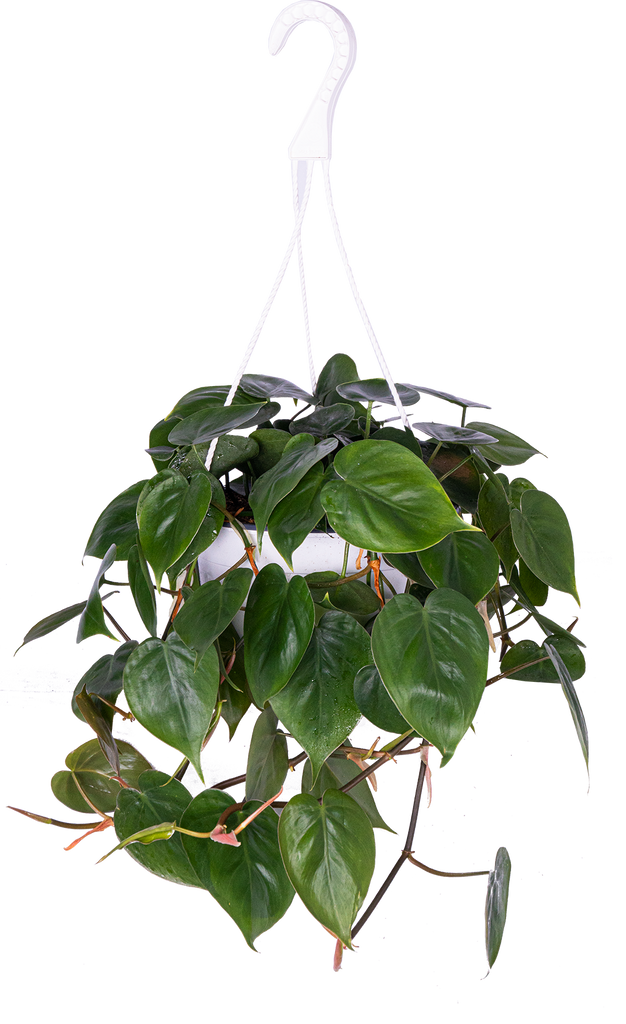 Philodendron Cordatum (L)