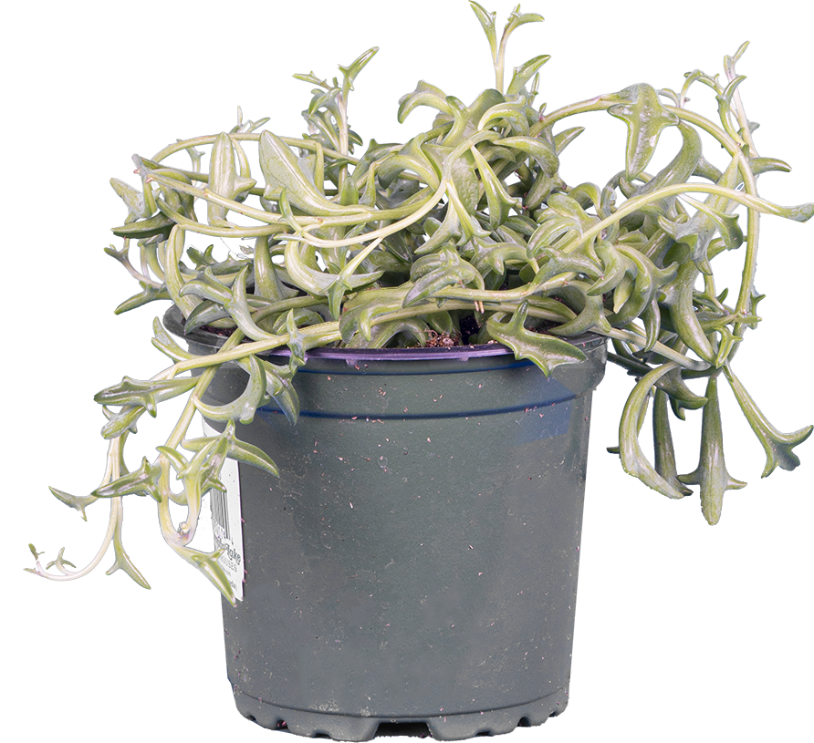 Senecio Peregrinus | String of Dolphins (S)