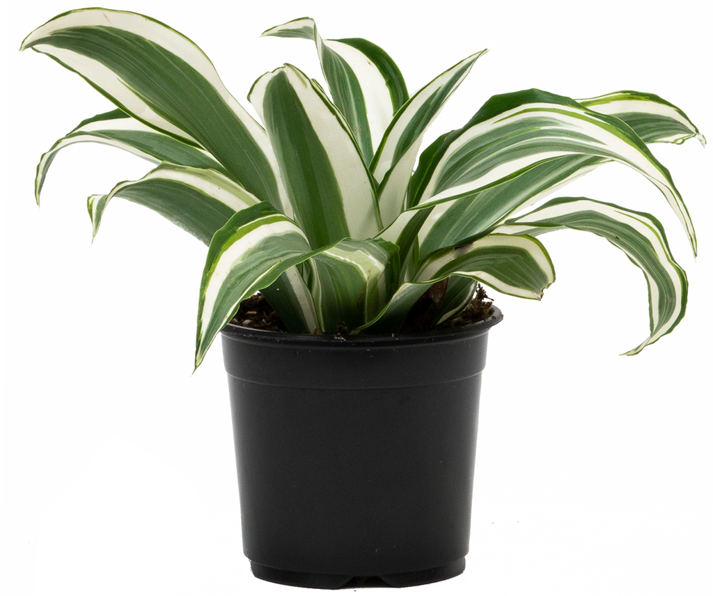 Dracaena White Jewel (S)