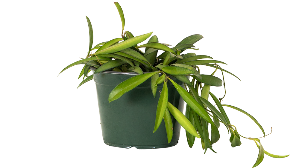 Hoya Wayetii | Wax Plant (M)
