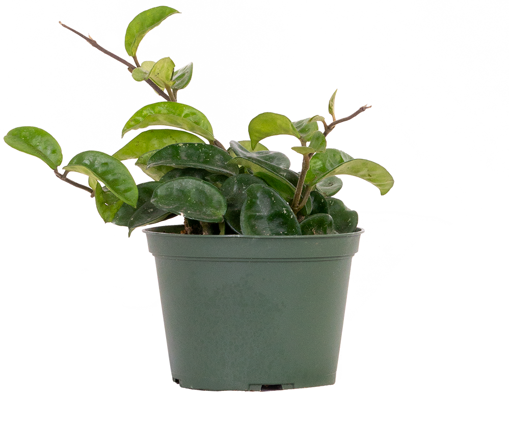 Hoya Carnosa Krinkle 8 | Wax Plant (M)