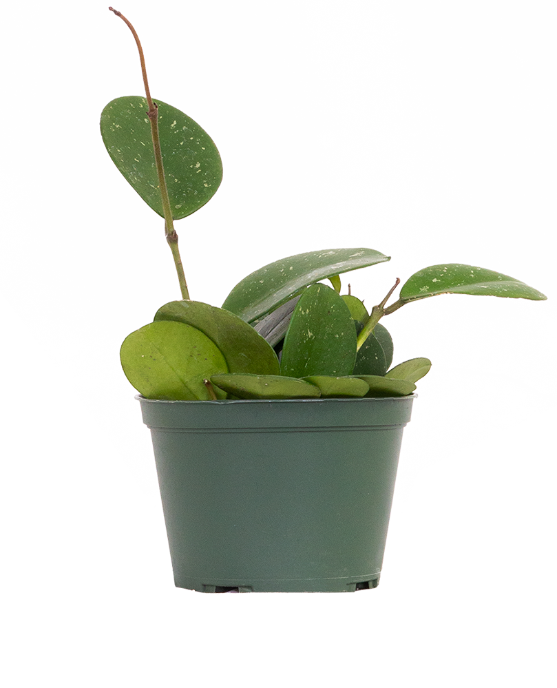 Hoya Obovata | Wax Plant (M)