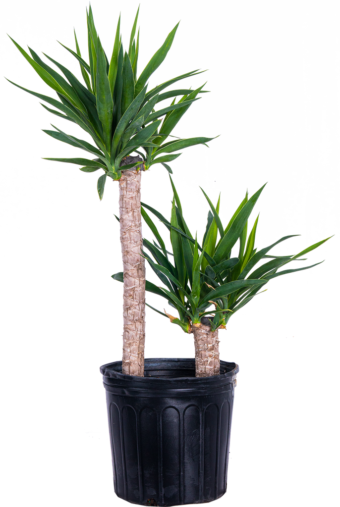Joshua Tree Cane Yucca (XL)